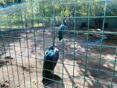 -哈密回王府景区