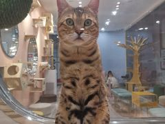 -BABIT巴比特宠物(MOMOPARK店)