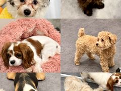 -有喵·猫咖·狗咖·30几只猫10只小狗(岗厦店)