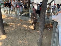 -西霞口神雕山野生动物世界