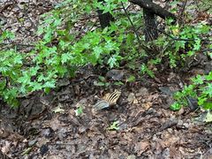 -帽儿山国家森林公园