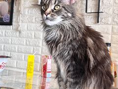 -平行世界·猫咖(首经贸店)