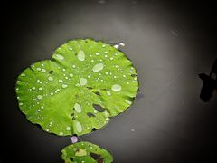 -荔湾湖公园