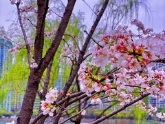 -西北湖绿化广场