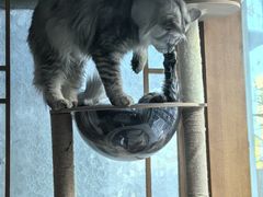 -特一安24小时宠物医院·骨科·中兽医