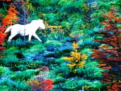 -罗红摄影艺术馆