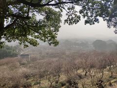 -香雪海