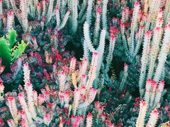 -东莞植物园
