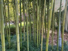 -陈家山荷花公园
