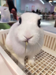 -Moni星球萌宠·小马宝莉·灵蛇·高端高阶全萌宠互动体验俱乐部(红豆国际广场店)