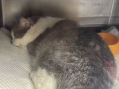 -爱侣宠医·鹦鹉专科·小型哺乳类·异宠专科(灵石路店)