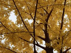 -三里屯东五街银杏大道