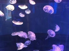 -福州罗源湾海洋世界旅游区