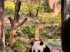 -广州长隆野生动物世界