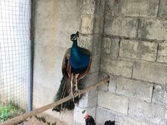 -柞水乾佑红门家菜