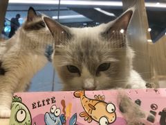 -屋虎猫馆(宝安大仟里店)