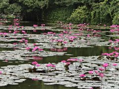 -野象谷景区