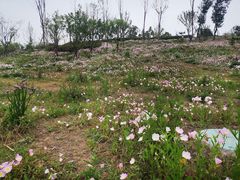 -白鹭湾湿地公园