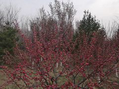 -永定河休闲森林公园