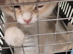 -瑞派伍一宠物医院·眼科·骨科·猫科转诊中心(马王堆院)