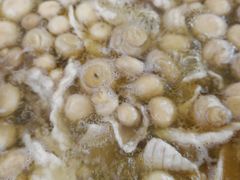 -楚鱼王·河鲜·湖北菜(华农店)