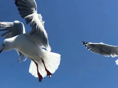 -黄金海岸