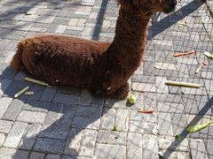 -长白岛森林公园