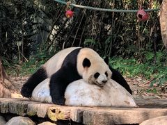 -广州长隆野生动物世界