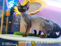 -十年猫舍·猫咪专门店(普陀店)