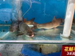 水产区-鲜椒鱼·雅安地标性美食