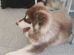 -Let's go狗咖·猫咖·奶狗·桌游(春熙路IFS店)