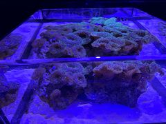 -海合安青岛极地海洋公园