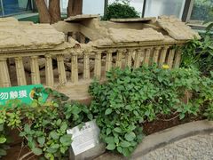 -南宫五洲植物乐园