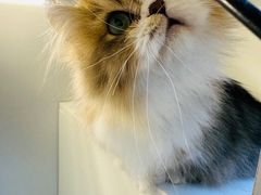 -十月米努特矮脚猫舍