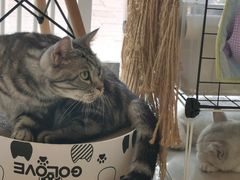 -平行世界·猫咖(首经贸店)