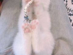 -平行世界·猫咖(首经贸店)