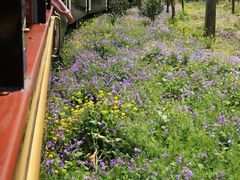 -合肥滨湖国家森林公园