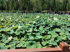 -莲花池公园