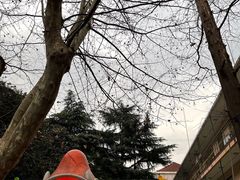 -上海市徐汇区枫林幼儿园(小木桥路)