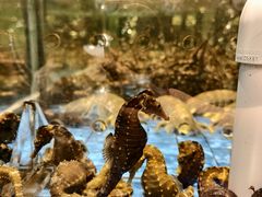-青蓬蒸汽海鲜·深圳老字号·团建聚会(壹方城店)