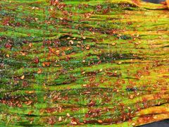 -雅逸居海鲜小厨