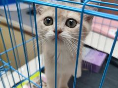 -宠颐生宠物医院·异宠猫科内科·诊疗中心宠巢店