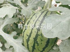 -韩士良采摘园