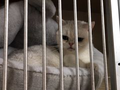 -芭比堂爱心动物医院(柯桥康爱分院)