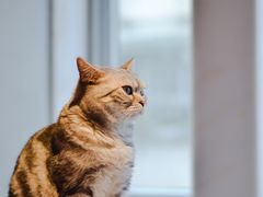 -猫儿山۰猫主题餐厅