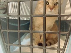 -御宝贝·A梦猫科宠物医院(国际猫友好医院)