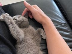 -猫大福·Fortune Cat猫舍(百子湾店)