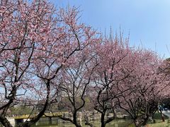 -听松楼·花园酒店·自助餐厅(红梅公园店)