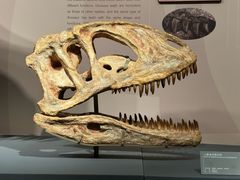 -自贡恐龙博物馆