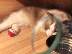 -喵百万·布偶·蓝金金渐层英短·猫舍(百子湾店)